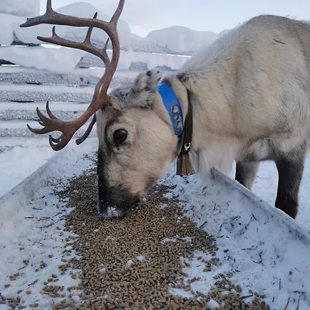 Ahonlaita Paritalo Kaksio Saunalla 60m2 * קוסאמו