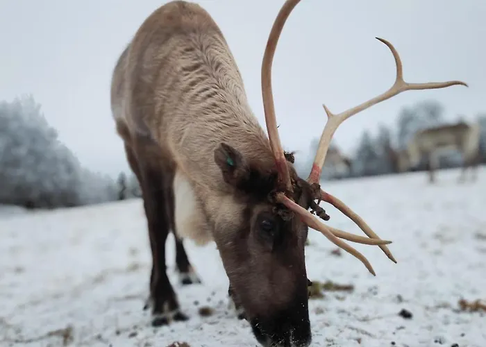 Ahonlaita Paritalo Kaksio Saunalla 60m2 *