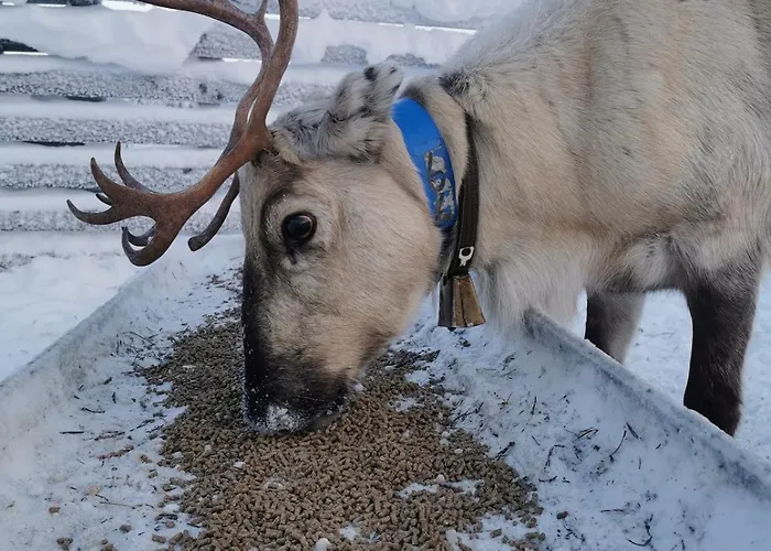 Ahonlaita Paritalo Kaksio Saunalla 60m2 * كوسامْوُ